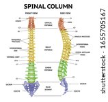 Spinal Column Anatomy Side...