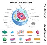 human cell anatomy infographics ... | Shutterstock .eps vector #2120430167