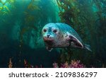 Seal undersea portrait. seal...