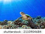 Sea Turtle In Under Water Scene