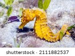 Yellow seahorse underwater...