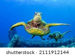 Sea Turtles Swim Underwater...
