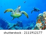 Sea Turtles Swim Underwater...