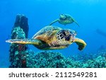 Sea turtles swims underwater....