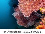 Small photo of Underwater colorful coral view. Underwater coral. Coral underwater
