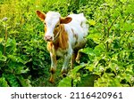 Cow calf in the tall grass. cow ...