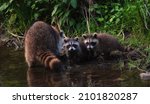 A Cute Family Of Raccoons In...