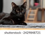 Cute black cat lying and...