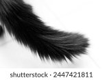Black long hair cat tail...