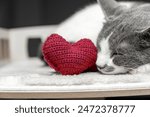 Red knitted heart in the paws...