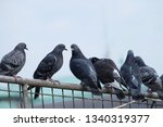 Pigeon birds standing together with friends.Pigeons sitting.Isolated pigeons.Portrait of birds.Birds in Barcelona,spain.Group of birds.Group of pigeons and the dove.Bird couple.
