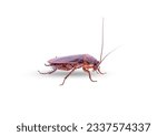 Cockroach on a white background ...