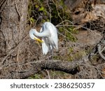 Small photo of A Great Egret preens itself while waiting for its next meal to present itself.