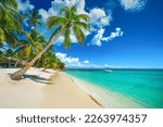 Tropical island beach shore with exotic palm trees, clear water of caribbean sea and white sand. Playa Bavaro, Saona, Punta Cana, Dominican Republic