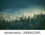 Misty pine forest on the mountain slope in a nature reserve