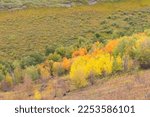 View On Bright Autumn Forest On ...