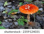Small photo of Amanita muscaria mushroom in the summer forest. Fly agaric or fly amanita. Poisonous inedible mushroom