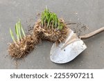 Small photo of A perennial hosta clump that has been divided by a shovel