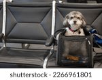 A dog sitting in an airline travel carrier at the airport