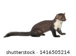 Small photo of Stone marten or Beech marten (Martes foina), isolated on White background