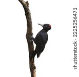 Small photo of Female of Black Woodpecker (Dryocopus martius), isolated on White Background