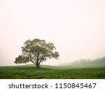 One Single Lonely Tree In A...