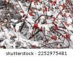 Close-up of ripe rosehip fruit in a snowy rosehip bush in winter