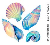 Set Of Seashells   Conch  Fan...