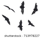 Bats  fruit bats isolated on...