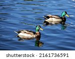 Mallard Ducks Swimming On A...