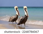 Two pelicans resting on the...