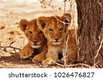 Lion Cubs Serengeti 