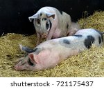 Gloucester Old Spot Pigs