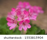 Pelargonium Pink Capitatum...
