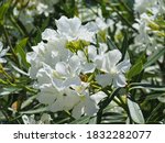 Small photo of Nerium Oleander Toulouse, pure white flowers, close up. Oleander is an ornamental, flowering shrub, perfect for edges, rockery, hedges with many funnel-shaped blossoms. Dogbane family Apocynaceae.