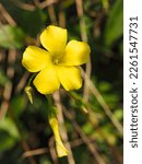 Small photo of Yellow Oxalis pes-caprae, Bermuda buttercup or African wood-sorrel flowers, close up. Buttercup oxalis is tristylous flowering plant in the wood sorrel family Oxalidaceae. Common sourgrass or soursop.