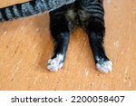 Black and brown tabby cat's hind legs stretched out under him, showing his cute tread pads