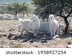 Angora Goats In Paddock. The...