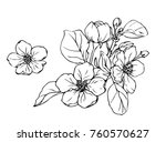 ink  pencil   the leaves and... | Shutterstock .eps vector #760570627