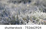 Grass In The Frost  Morning...