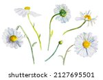 Daisies Watercolor Isolated....