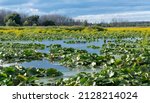 Marsh waters with lily pads in...