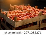Fresh apricot fruit boxes sold in the market. Apricots harvest, many fresh apricot	                              