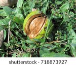 Hickory Nut In Shell