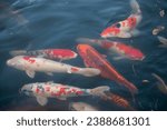 Small photo of Japanese Koi are domesticated Amur carp that are selected or culled for color.