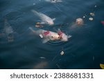 Small photo of Japanese Koi are domesticated Amur carp that are selected or culled for color.