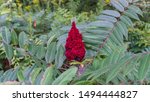 Wild Sumac Berries Used For...