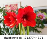 Amaryllis or Hippeastrum hybrid. Winter plant, flowering in the form of a red funnel, dark heart on erect stem with green basal leaves