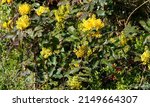 Small photo of Mahonia or berberis aquifolium - Oregon grape or holly-leaved barberry, an ornamental shrub with bright yellow flowers in racemes on stems with pinnate leaves consisting of spiny leaflets