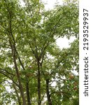 Small photo of Tetradium daniellii | Bee-bee tree or Hundred thousand flowers tree Spectacular ornamental tree with smooth-gray bark, lush glossy, velvety, foliage on branches bearing red seeds in corymbs